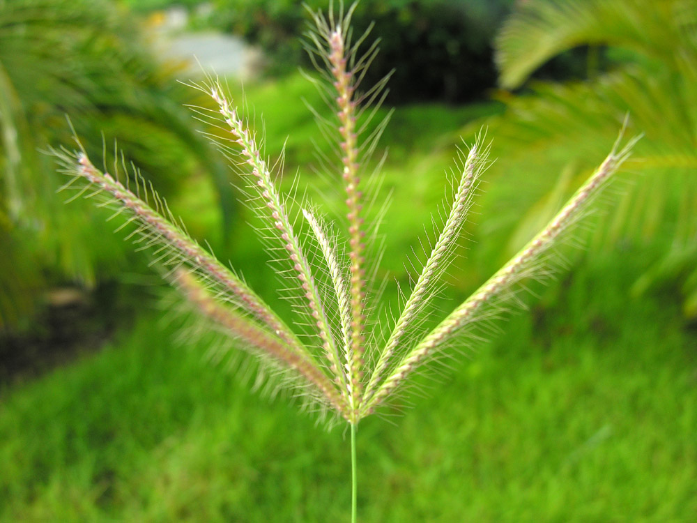 herbarium