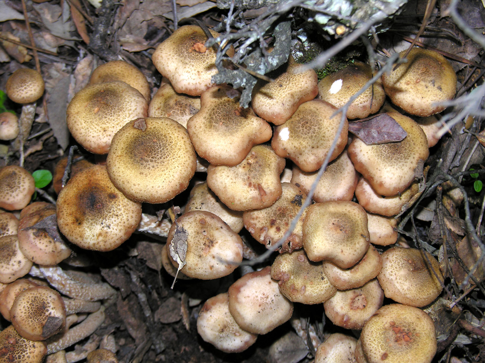 Hongo Del Riel Brillo De Hongos De Miel