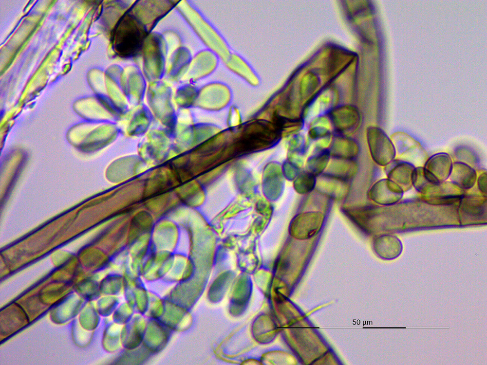 herbarium