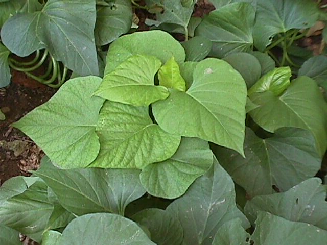 hoja-de-planta-de-batata