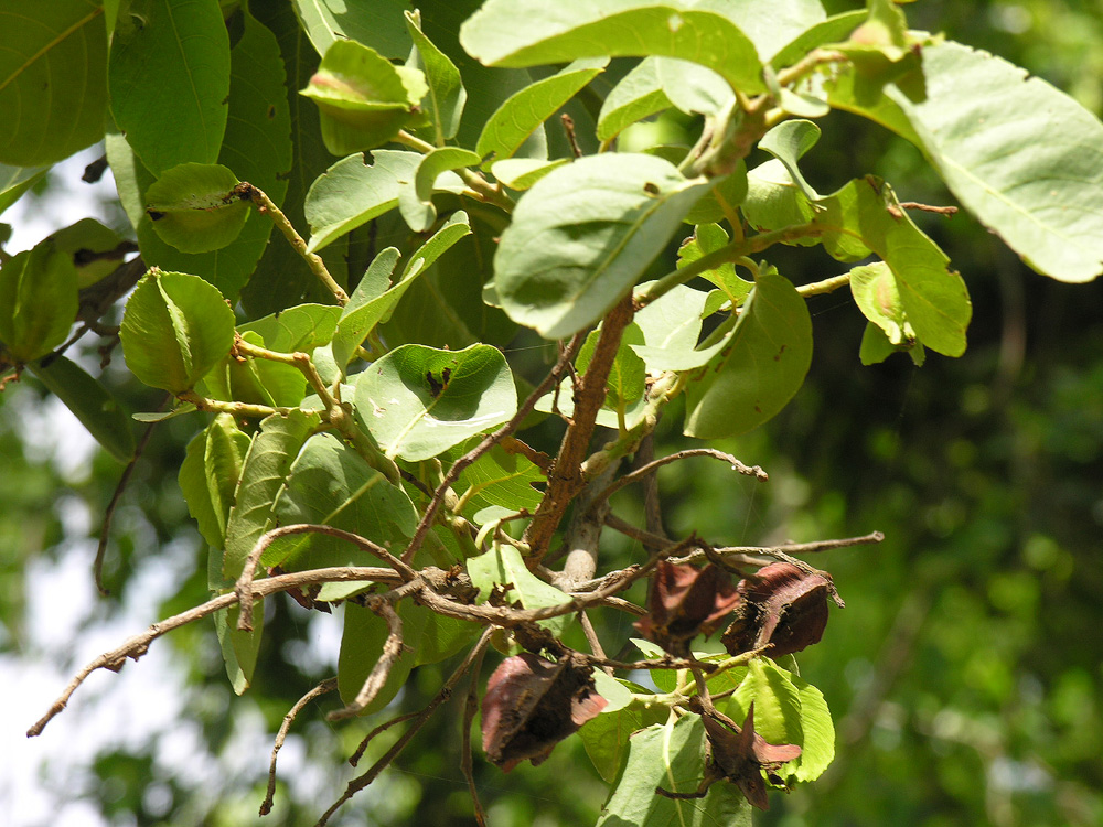 Terminalia Arjuna Herbarium